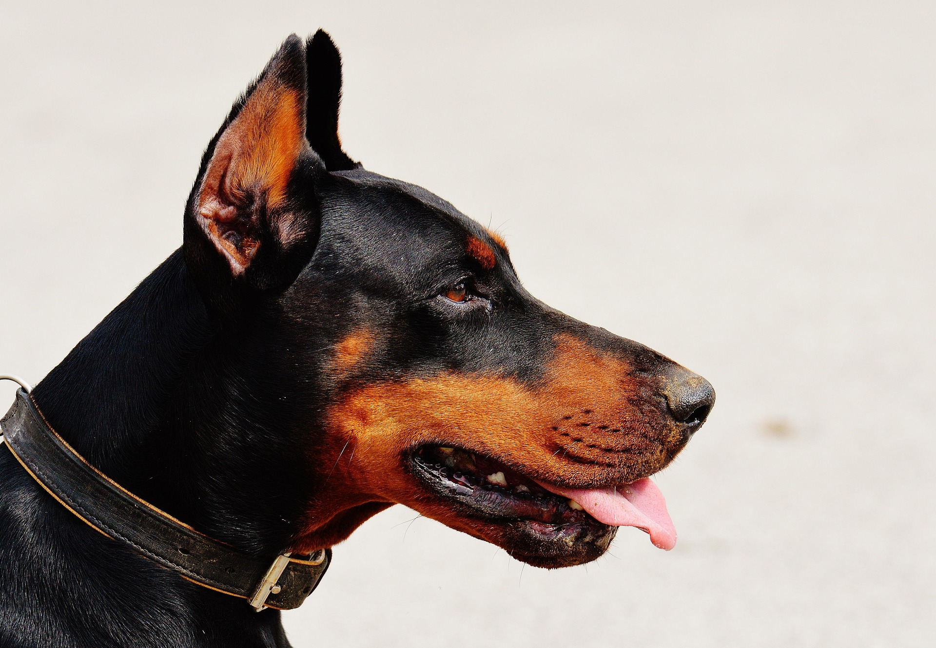 Why Is My Dog Panting? 11 Common Reasons Dogs Pant and When You Should Worry
