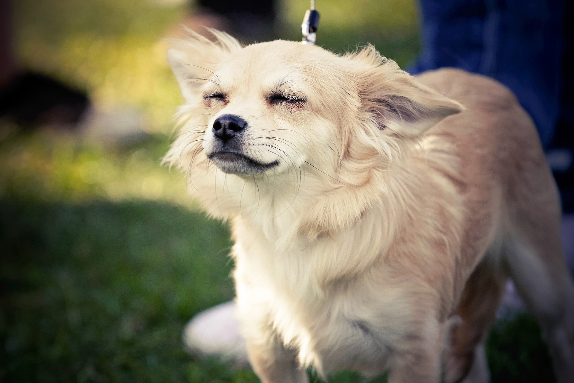 Why Is My Dog Shaking
