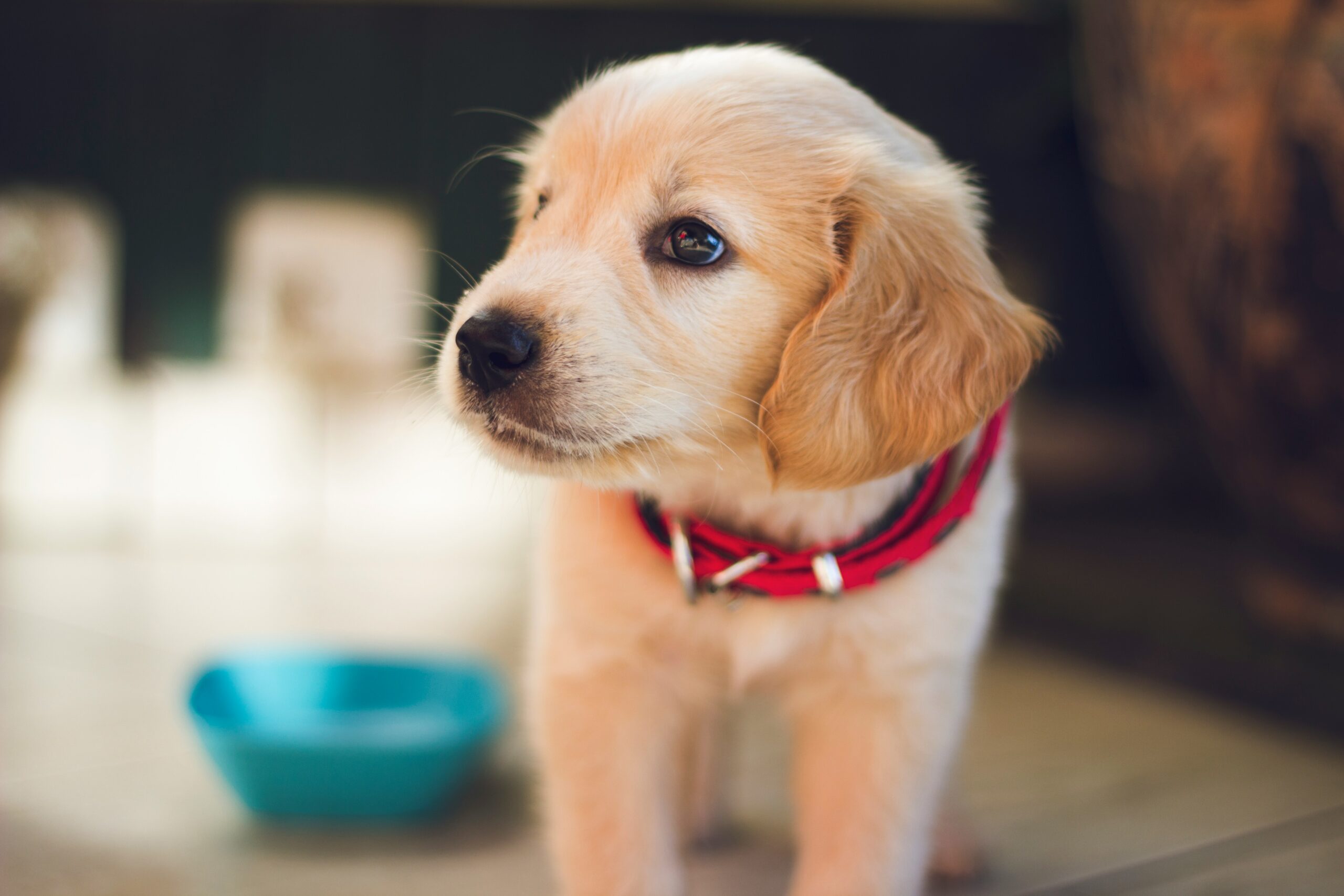 Puppy Vaccination Schedule: When Puppies Need Their Shots and Why They Matter