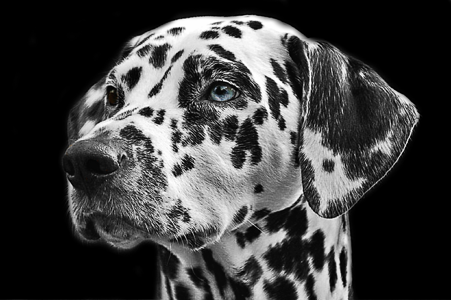 How Long Do Dogs Live? Average Dog Lifespan by Size, Breed, and Lifestyle