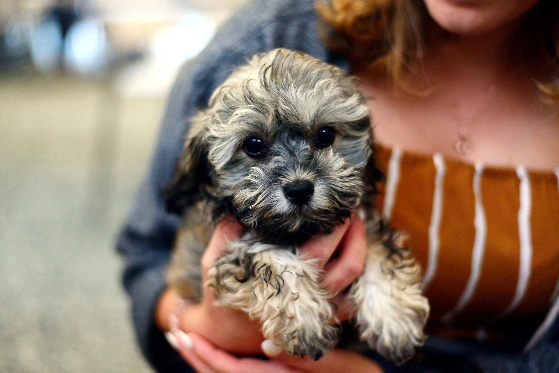 7 Signs Your Dog Loves You (That Most Owners Never Notice)