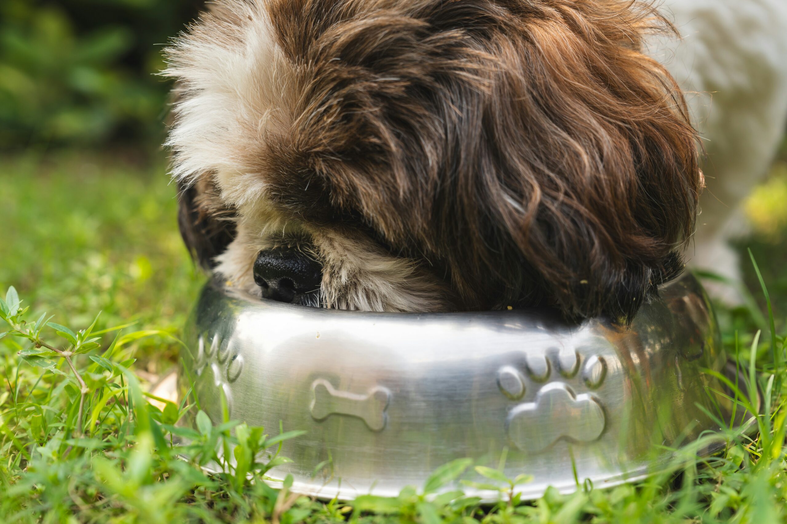 How Much Should I Feed My Puppy? A Complete Puppy Feeding Guide by Age and Weight