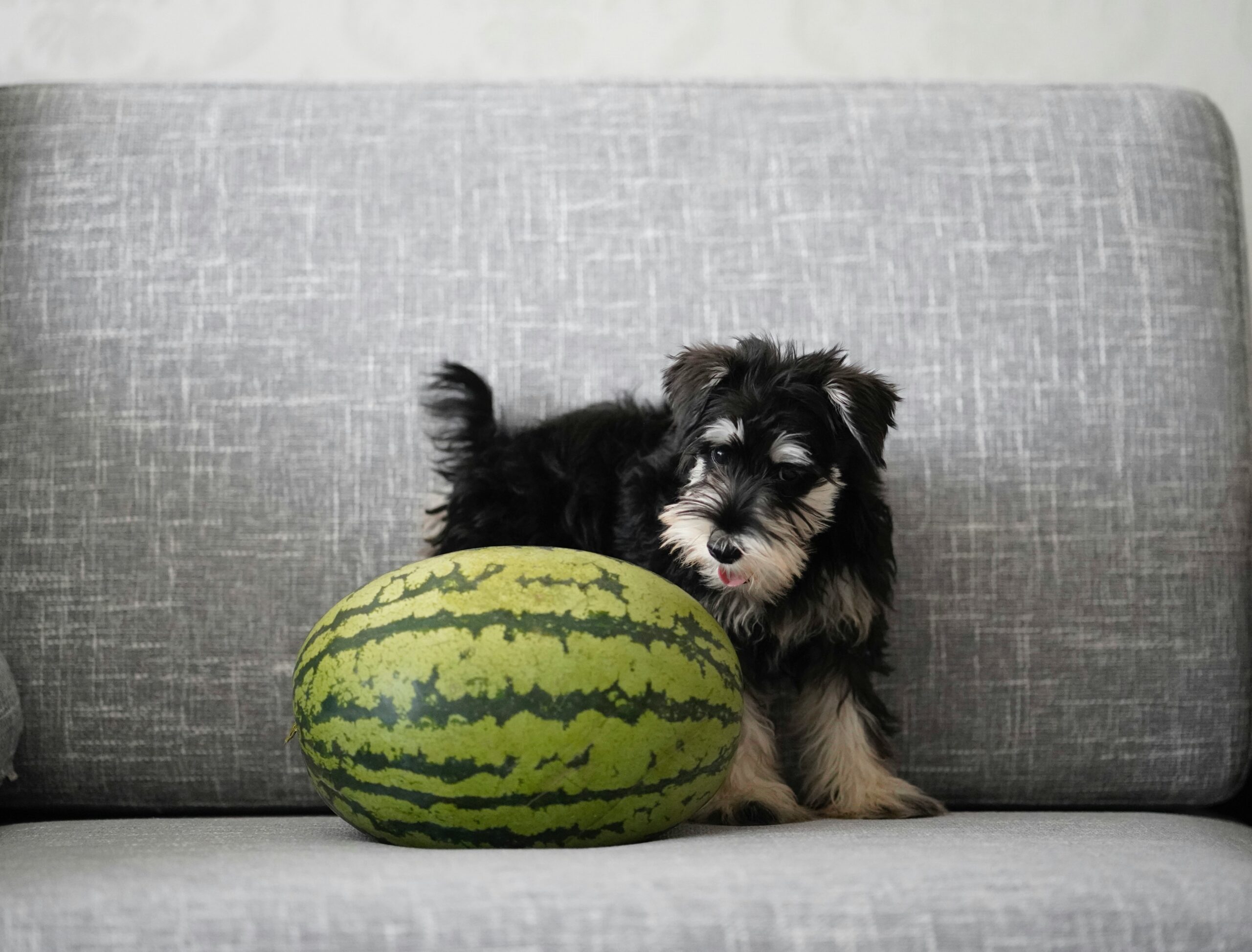 Can Dogs Eat Watermelon? Is Watermelon Safe for Dogs? Benefits, Risks, and Feeding Tips