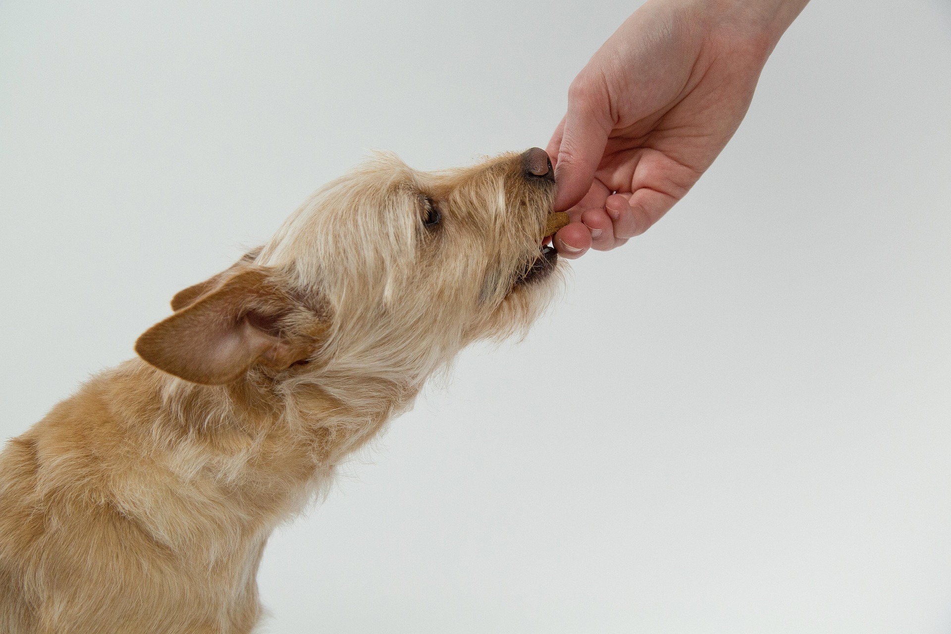 Can Dogs Eat Peanut Butter