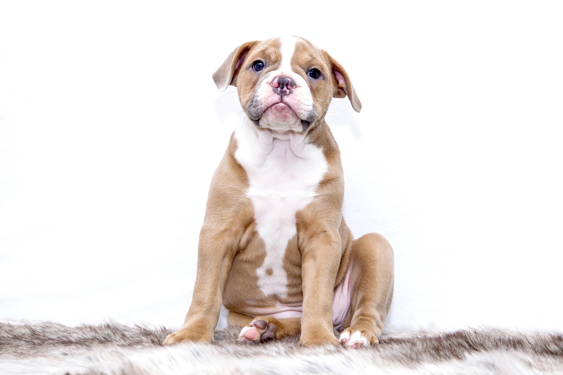 The 10 Biggest Mistakes New Dog Owners Make (And How to Avoid Them)